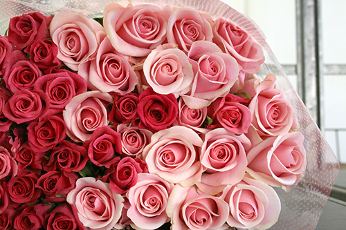 神奈川県小田原市 誕生日プレゼントの赤バラ花束40本 斉藤ばら園のブログ
