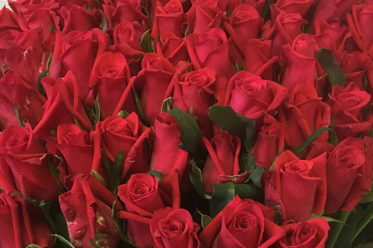 喜寿祝い 77歳誕生日プレゼント赤バラ花束77本