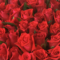 還暦赤バラ60本花束