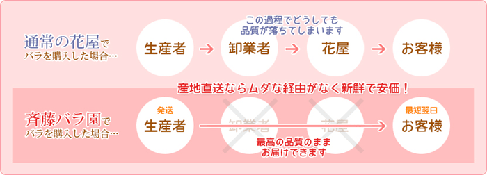 齋藤バラ園のバラは鮮度抜群