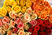 還暦祝いに贈るバラの花束!バラの色・本数選択　10本￥6000～