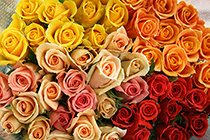 60本のバラでお祝いを!還暦祝い用バラの花束(ミックス60本)