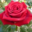 赤いバラ花束で情熱的にお祝い!【本数選択】　　　　　　10本￥6000～