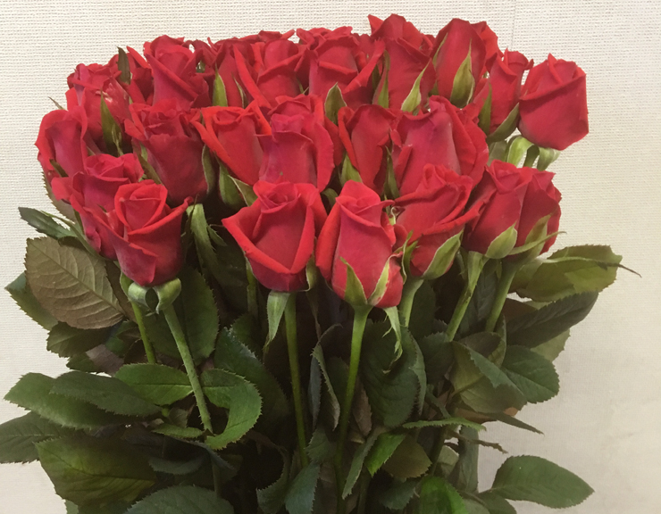 北海道 誕生日プレゼントに赤バラ花束35本