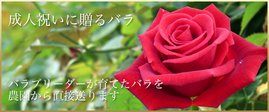 成人祝いにバラの花束を！お祝いのバラは産地直送の斉藤バラ園