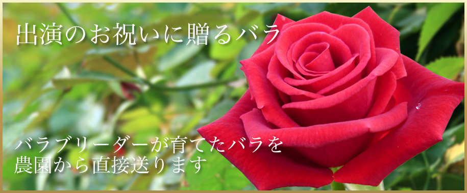 公演祝い・出演祝いにバラの花束を！お祝いのバラは産地直送の斉藤バラ園