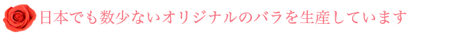 日本でも数少ないオリジナルのバラを生産しています