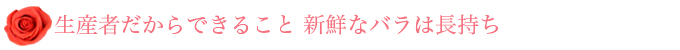 生産者だからできること 新鮮なバラは長持ち