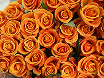 60本のバラで祝う還暦祝いのバラの花束(オレンジ60本)