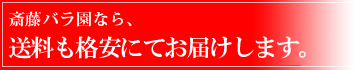 斉藤ばら園なら全て送料込みの価格です。