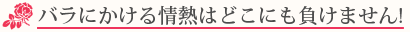 バラにかける情熱はどこにも負けません！ バラの花束は斉藤バラ園で
