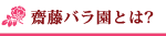 斉藤バラ園とは？還暦のバラの花束が人気です