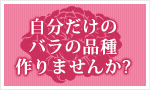 自分だけのバラの品種作りませんか？ オリジナルのバラの花束を