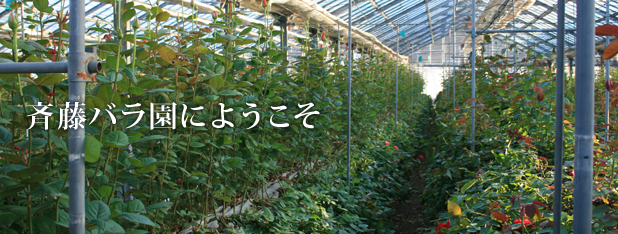 産地直送販売 斉藤バラ園 斉藤バラ園とは 産地直送販売 斉藤バラ園 斉藤バラ園とは